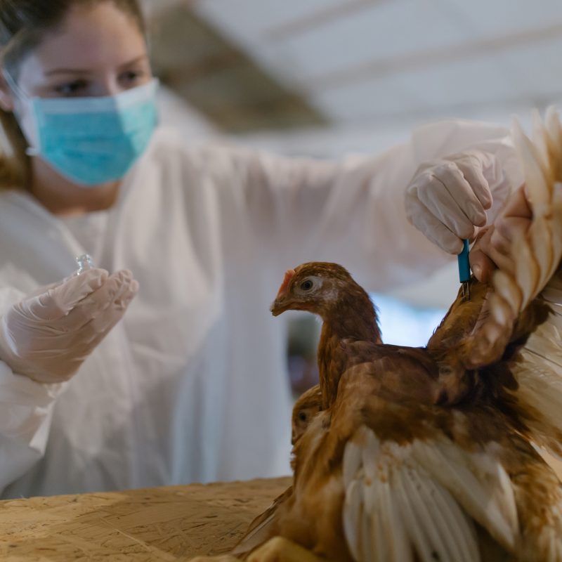 Veterinarian givving a vaccine to a chicken in chicken farm.
