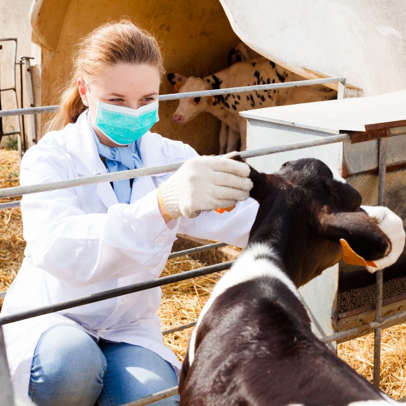Veterinarian inspecting calves in dairy farm