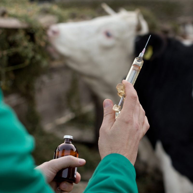 Veterinarian with syringe on farm
