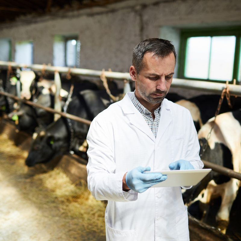 Veterinarian at Modern Farm